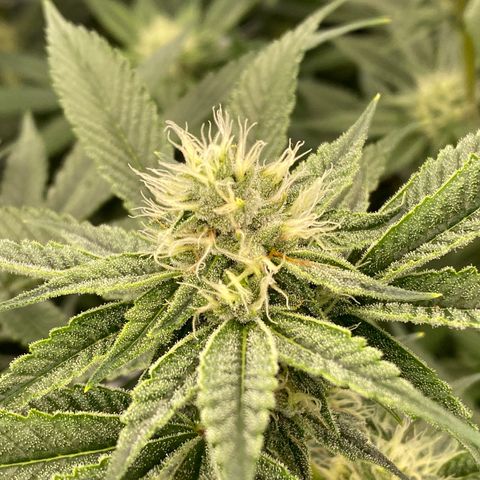 OG 24K growlog timeline photo