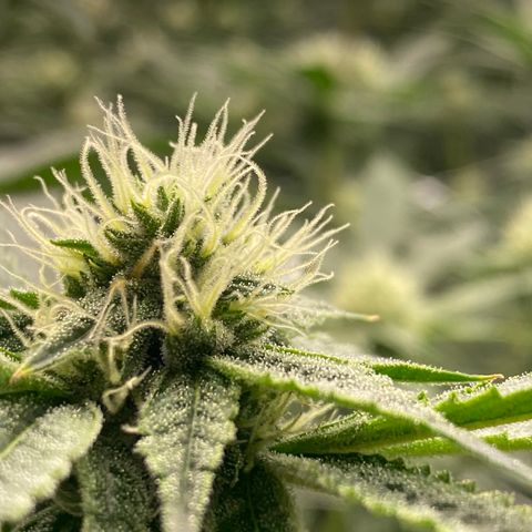 OG 24K growlog timeline photo