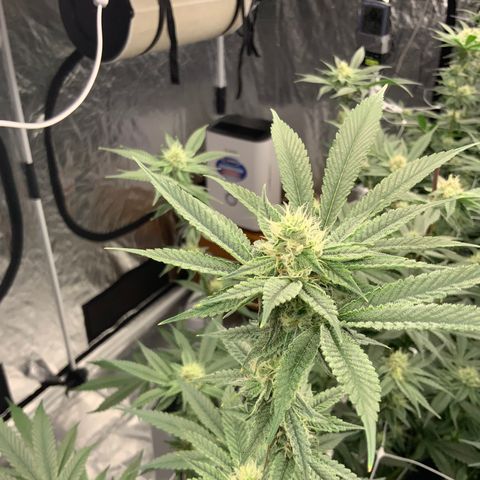 OG 24K growlog timeline photo
