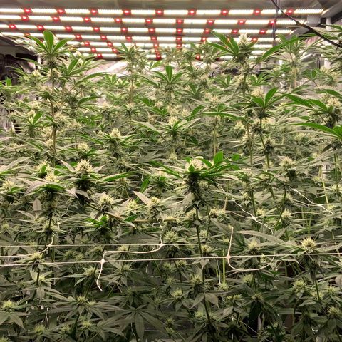 OG 24K growlog timeline photo