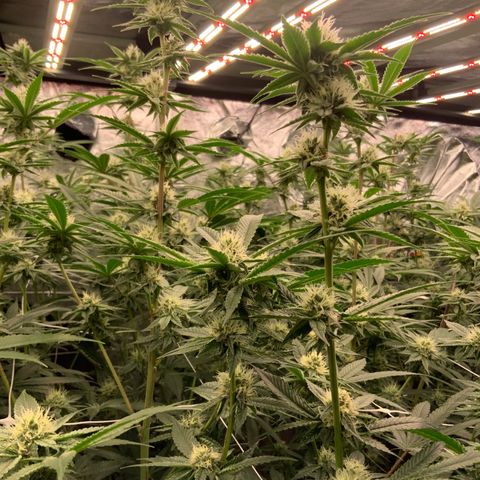 OG 24K growlog timeline photo