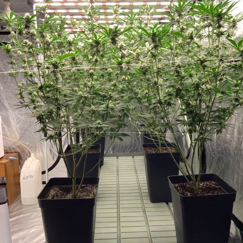 OG 24K growlog timeline photo