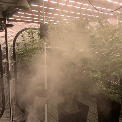 OG 24K growlog timeline photo
