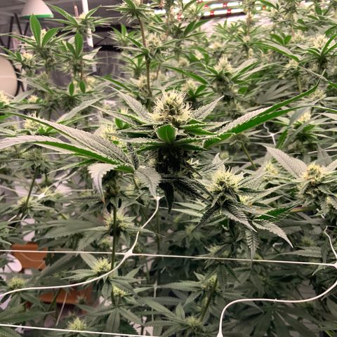 OG 24K growlog timeline photo