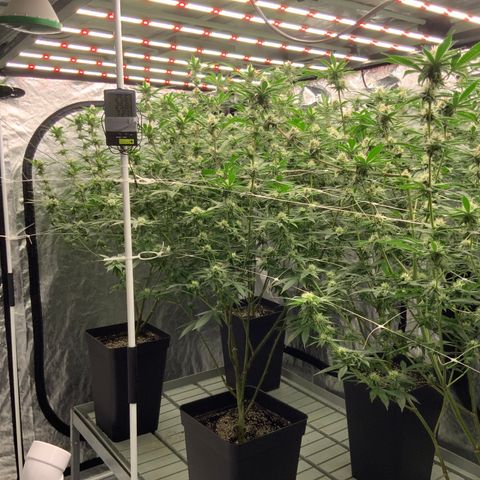 OG 24K growlog timeline photo