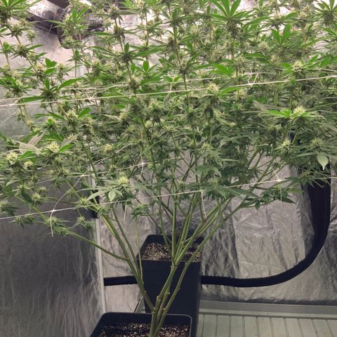 OG 24K growlog timeline photo