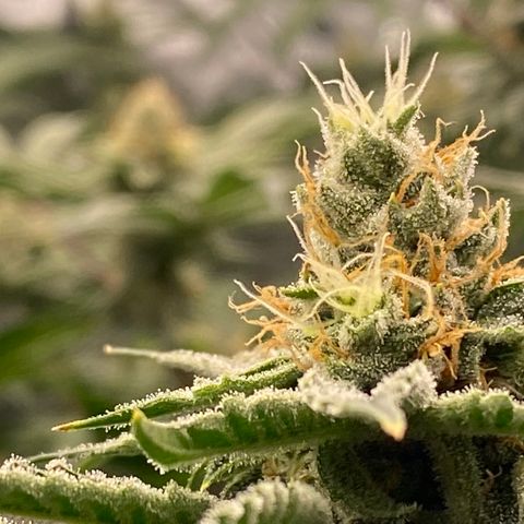 OG 24K growlog timeline photo