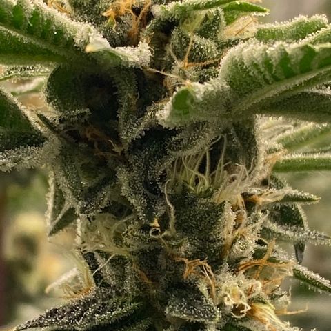 OG 24K growlog timeline photo