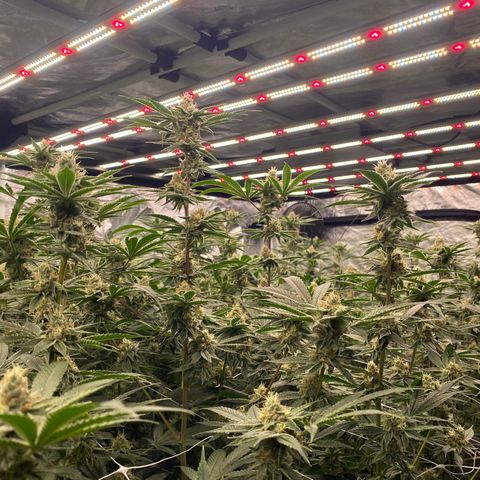 OG 24K growlog timeline photo