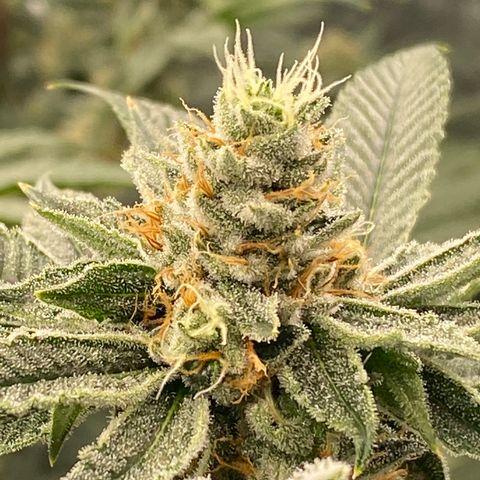OG 24K growlog timeline photo