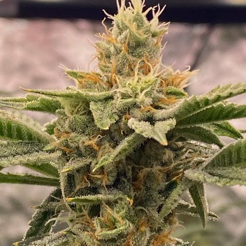 OG 24K growlog timeline photo