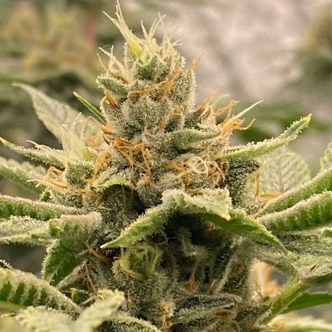 OG 24K growlog timeline photo