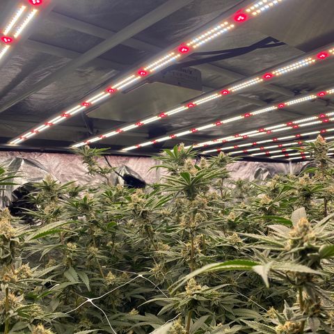 OG 24K growlog timeline photo