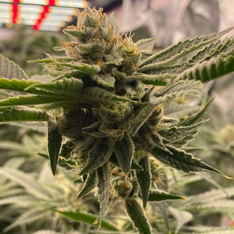 OG 24K growlog timeline photo