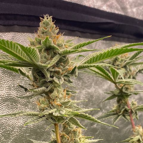 OG 24K growlog timeline photo