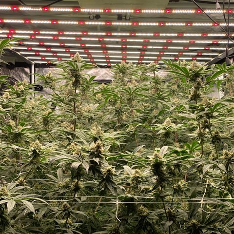 OG 24K growlog timeline photo