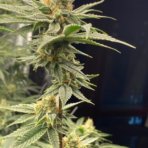 OG 24K growlog timeline photo