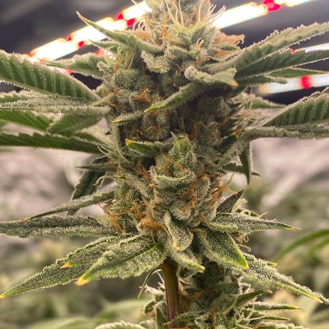 OG 24K growlog timeline photo
