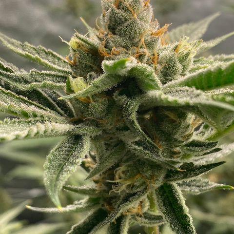 OG 24K growlog timeline photo