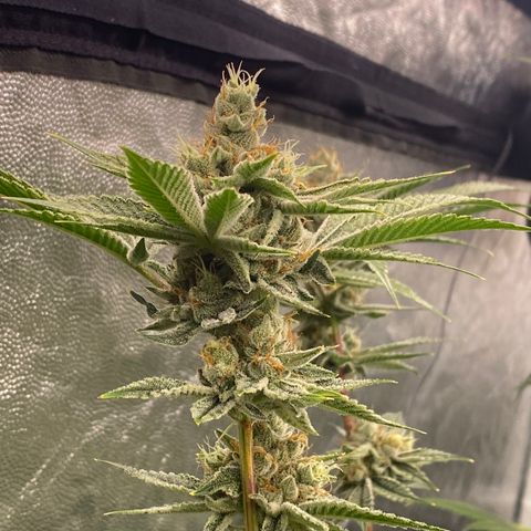 OG 24K growlog timeline photo