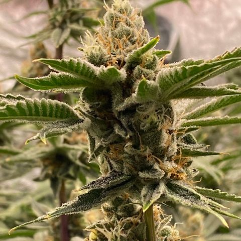 OG 24K growlog timeline photo