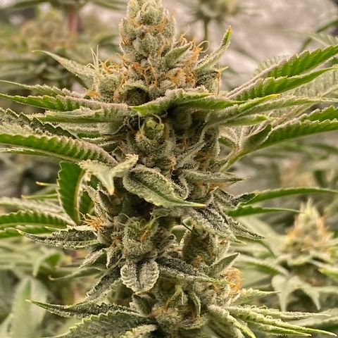OG 24K growlog timeline photo
