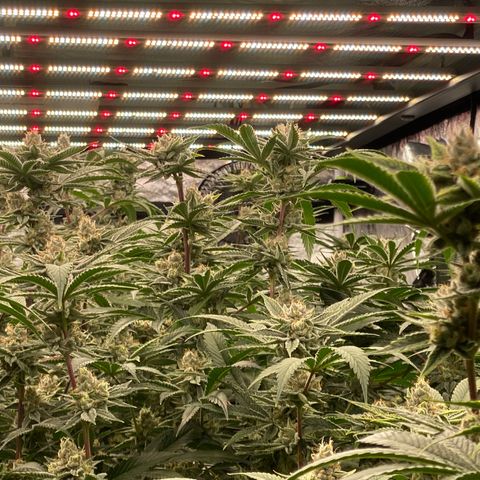 OG 24K growlog timeline photo