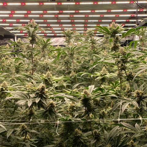 OG 24K growlog timeline photo