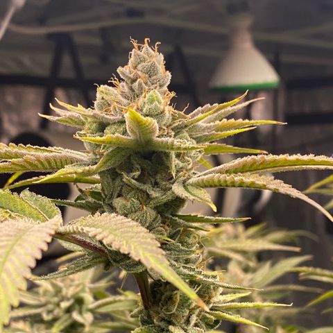 OG 24K growlog timeline photo