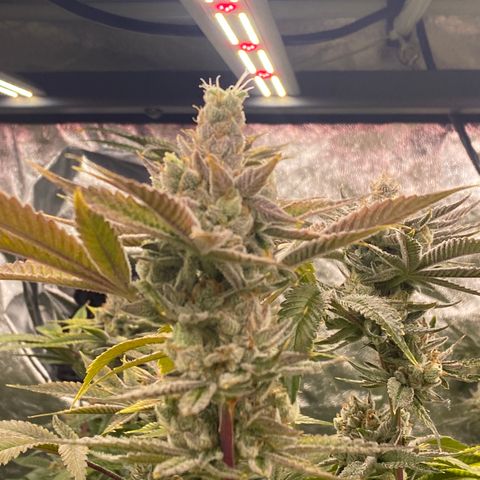 OG 24K growlog timeline photo