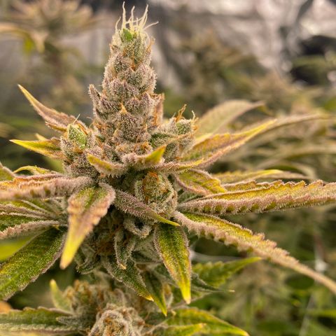 OG 24K growlog timeline photo
