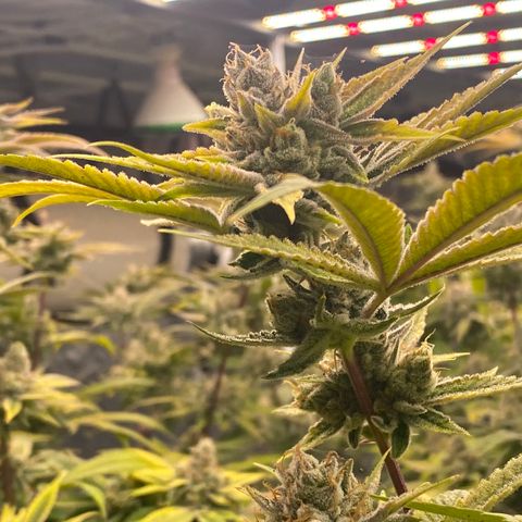 OG 24K growlog timeline photo