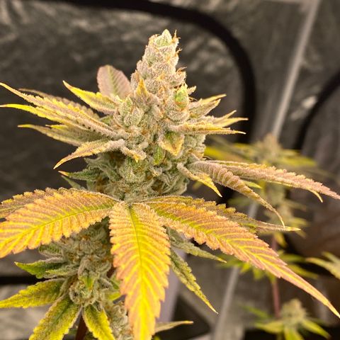 OG 24K growlog timeline photo