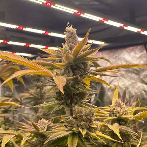 OG 24K growlog timeline photo