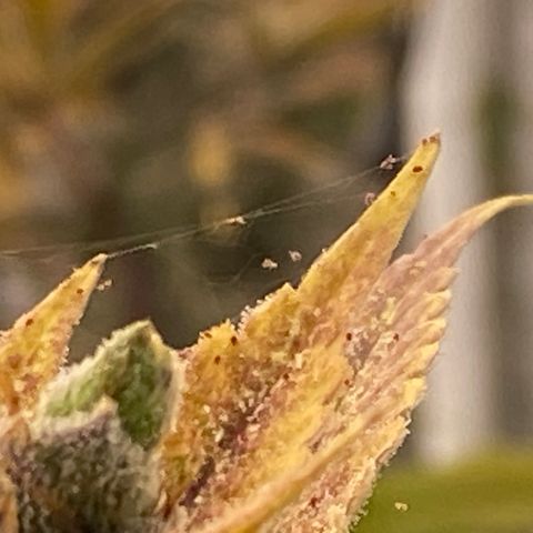 OG 24K growlog photo: X suerte ultimo dia del ciclo 