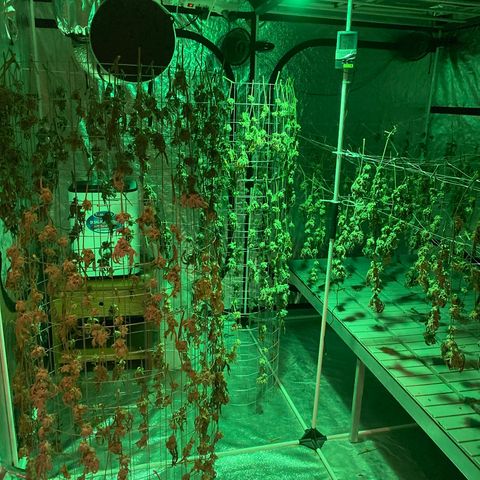 OG 24K growlog timeline photo