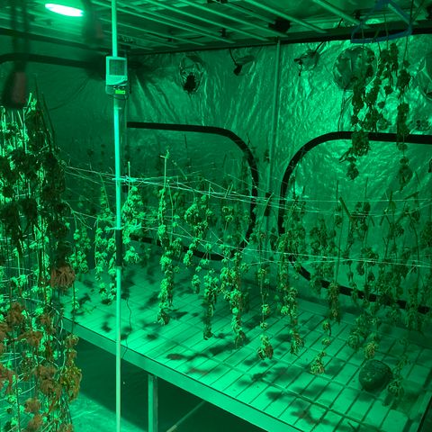 OG 24K growlog timeline photo