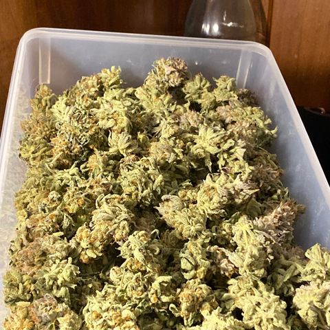 OG 24K growlog timeline photo