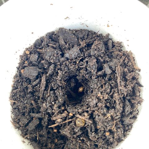 Wild A(Purple Stuff) growlog photo: All Unknown outdoor