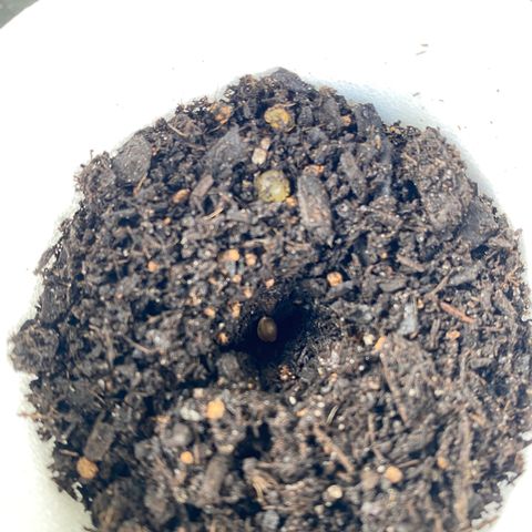 Wild A(Purple Stuff) growlog photo: All Unknown outdoor