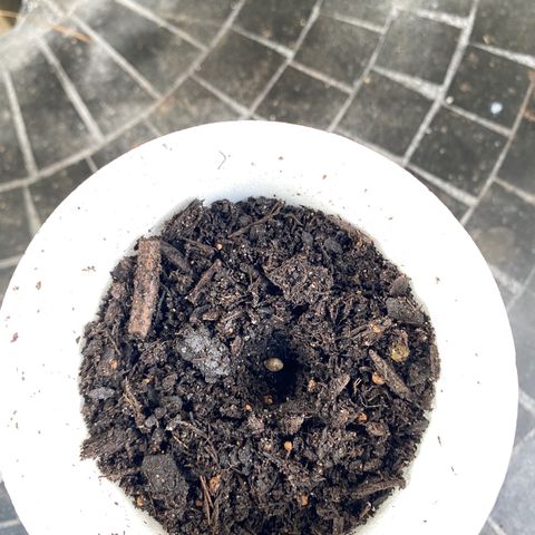 Wild A(Purple Stuff) growlog photo: All Unknown outdoor