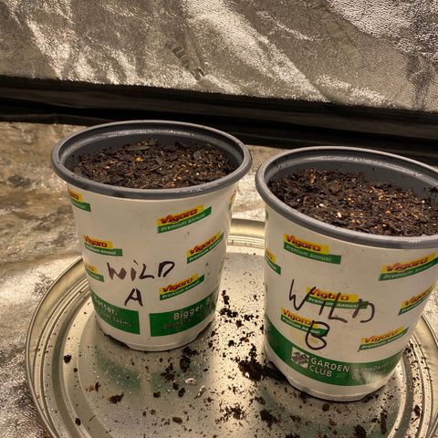 Wild A(Purple Stuff) growlog timeline photo