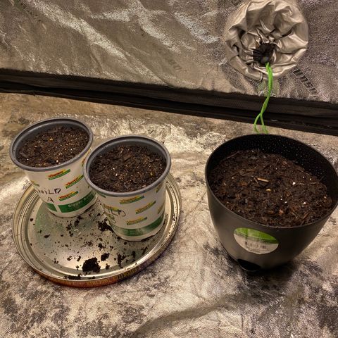 Wild A(Purple Stuff) growlog timeline photo