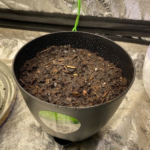 Wild A(Purple Stuff) growlog timeline photo
