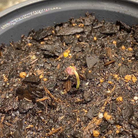 Wild A(Purple Stuff) growlog photo: Two wilds have sprouted, 
