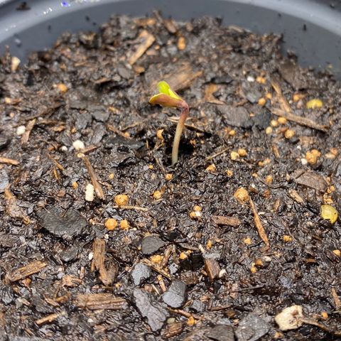 Wild A(Purple Stuff) growlog photo: Two wilds have sprouted, 
