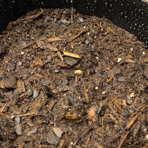Wild A(Purple Stuff) growlog photo: Two wilds have sprouted, 
