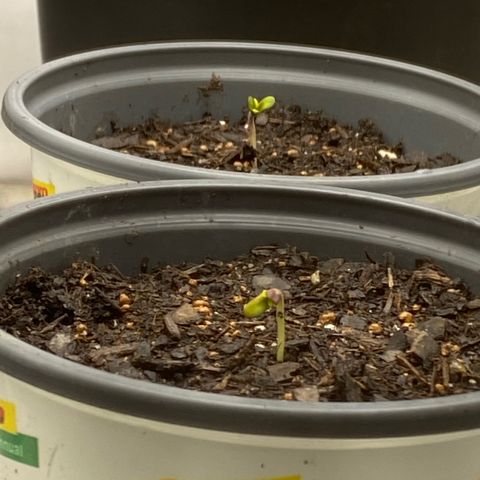 Wild A(Purple Stuff) growlog photo: Couldn’t help but notice how fast they’re growing, it’s only been a couple of hours and they’ve already changed since my last pic. 
