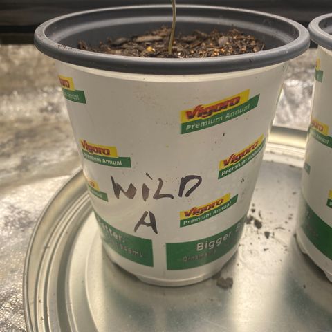 Wild A(Purple Stuff) growlog timeline photo
