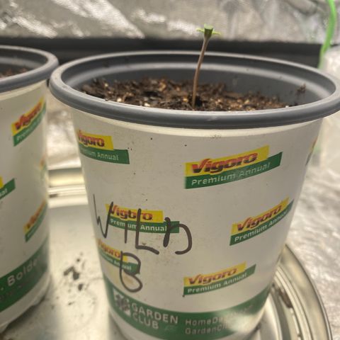 Wild A(Purple Stuff) growlog timeline photo